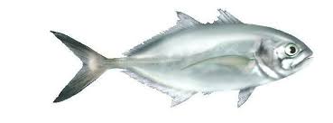 Image result for Caranx crysos