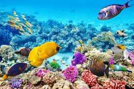 Image result for East Snorkellers