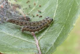 Attēlu rezultāti vaicājumam “Yponomeuta malinellus / cagnagella larva”