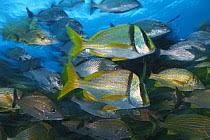 Image result for Haemulon carbonarium