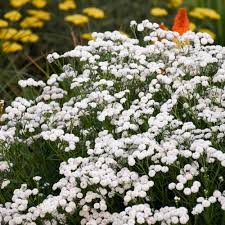 Image result for Achillea Ptarmica