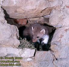 Attēlu rezultāti vaicājumam “Martes foina”