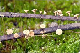 Attēlu rezultāti vaicājumam “Hymenoscyphus fructigenus var. coryli”