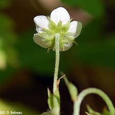 Attēlu rezultāti vaicājumam “Fragaria vesca flower”