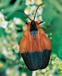 Attēlu rezultāti vaicājumam “Lycidae”