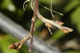 Attēlu rezultāti vaicājumam “Cribraria splendens stalked”