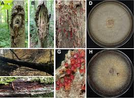 Attēlu rezultāti vaicājumam “Nectria sp., Neonectria sp.”