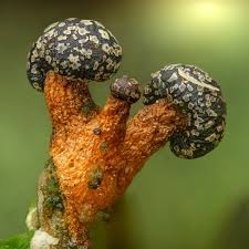 Attēlu rezultāti vaicājumam “Colloderma oculatum”