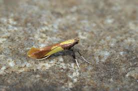 Attēlu rezultāti vaicājumam “Caloptilia alchimiella”