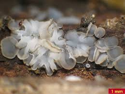 Attēlu rezultāti vaicājumam “Mollisia cinerea”