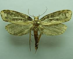 Attēlu rezultāti vaicājumam “Scardia boletella”