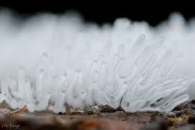 Attēlu rezultāti vaicājumam “Ceratiomyxa fruticulosa”