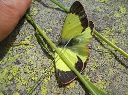 Attēlu rezultāti vaicājumam “Colias palaeno upperside”