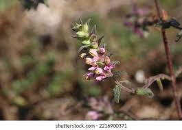 Attēlu rezultāti vaicājumam “Odontites vulgaris flower”