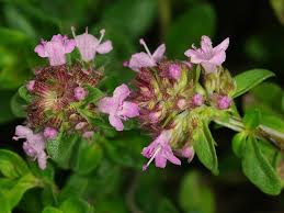 Attēlu rezultāti vaicājumam “Thymus pulegioides leaf”