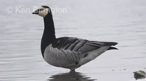 Attēlu rezultāti vaicājumam “Branta leucopsis adult”