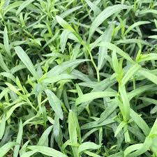 Image result for Artemisia dracunculus