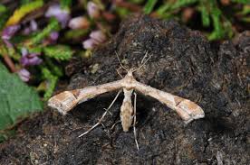 Attēlu rezultāti vaicājumam “Platyptilia gonodactyla”