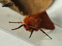 Attēlu rezultāti vaicājumam “Phragmatobia fuliginosa imago”