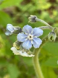 Attēlu rezultāti vaicājumam “Symphytum asperum flower”