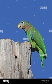 Attēlu rezultāti vaicājumam “Collaria sp.”