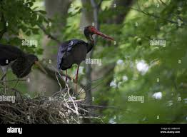 Attēlu rezultāti vaicājumam “Ciconia nigra nest”