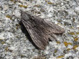 Attēlu rezultāti vaicājumam “Cucullia lucifuga”