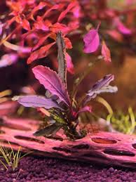 Risultati immagini per bucephalandra pinoh red stem