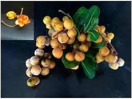 Attēlu rezultāti vaicājumam “Anisantha tectorum fruit”