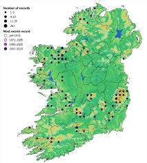 Attēlu rezultāti vaicājumam “Chiloscyphus polyanthos”