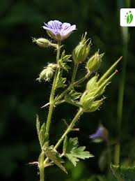 Attēlu rezultāti vaicājumam “Geranium sylvaticum bud”