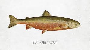 Image result for Salvelinus alpinus oquassa