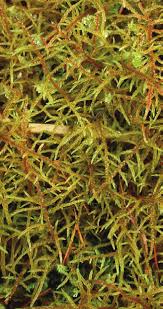 Attēlu rezultāti vaicājumam “Hylocomiastrum umbratum”