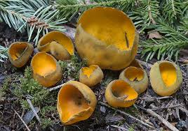 Attēlu rezultāti vaicājumam “Caloscypha fulgens”