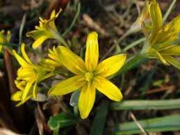 Attēlu rezultāti vaicājumam “Gagea lutea flower”