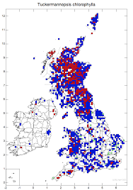 Attēlu rezultāti vaicājumam “Tuckermannopsis chlorophylla”