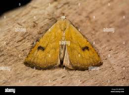 Attēlu rezultāti vaicājumam “Rivula sericealis”