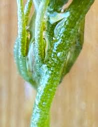 Attēlu rezultāti vaicājumam “Chara contraria”