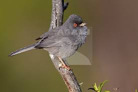 Image result for Sylvia sarda