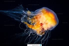 Image result for Phacellophora camtschatica