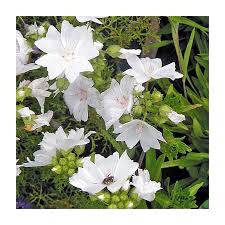 Attēlu rezultāti vaicājumam “Malva moschata flower”