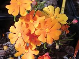 Attēlu rezultāti vaicājumam “Dictydiaethaliaceae”