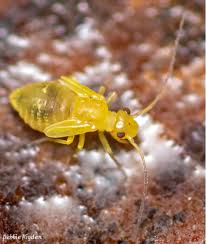 Attēlu rezultāti vaicājumam “Psocoptera”