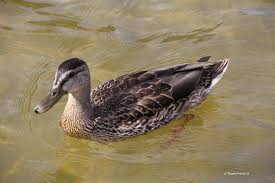 Attēlu rezultāti vaicājumam “Anas platyrhynchos juvenile”