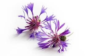 Attēlu rezultāti vaicājumam “Cyanus segetum flower”