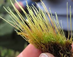 Attēlu rezultāti vaicājumam “Octospora splachnophila”