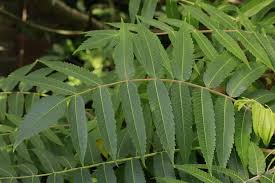 Attēlu rezultāti vaicājumam “Rhus typhina leaf”