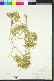 Attēlu rezultāti vaicājumam “Cnidium dubium leaf”