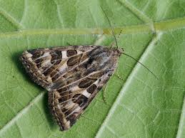 Attēlu rezultāti vaicājumam “Protoschinia scutosa”