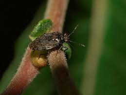 Attēlu rezultāti vaicājumam “Saldula saltatoria”